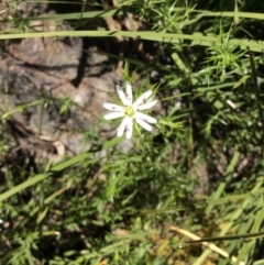 Stellaria pungens (Prickly Starwort) at Acton, ACT - 31 Oct 2016 by Floramaya