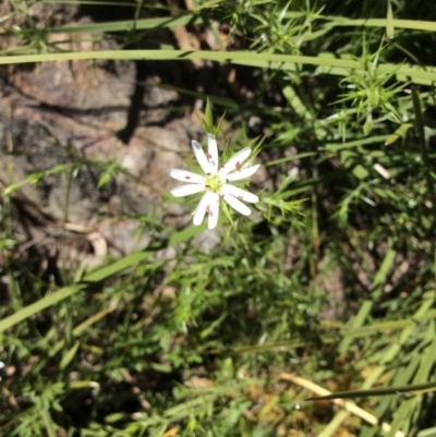 Stellaria pungens (Prickly Starwort) at Acton, ACT - 31 Oct 2016 by Floramaya