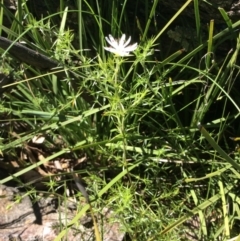 Stellaria pungens at Point 5363 - 31 Oct 2016