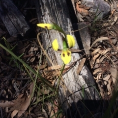 Diuris sulphurea (Tiger Orchid) at Molonglo Valley, ACT - 31 Oct 2016 by Floramaya