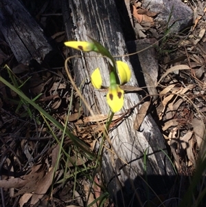 Diuris sulphurea at Point 5363 - 31 Oct 2016