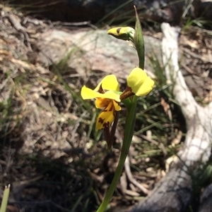 Diuris sulphurea at Point 5363 - 31 Oct 2016