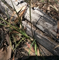 Diuris sulphurea at Point 5363 - 31 Oct 2016