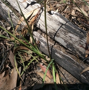 Diuris sulphurea at Point 5363 - 31 Oct 2016