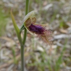 Calochilus platychilus (Purple Beard Orchid) at Point 5809 - 29 Oct 2016 by JanetRussell