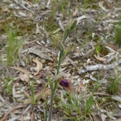 Calochilus platychilus at Point 5809 - suppressed