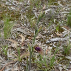 Calochilus platychilus at Point 5809 - suppressed