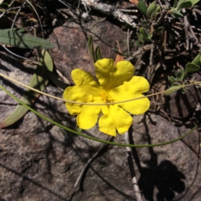 Hibbertia obtusifolia (Grey Guinea-flower) at Point 5363 - 31 Oct 2016 by Floramaya