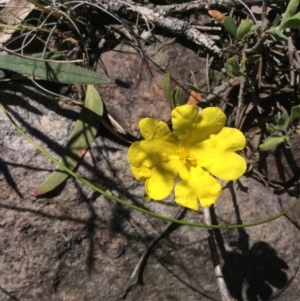 Hibbertia obtusifolia at Point 5363 - 31 Oct 2016 01:00 PM