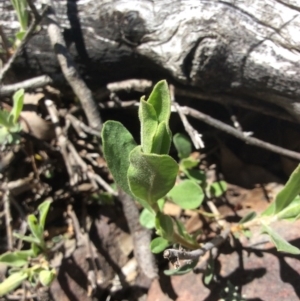 Hibbertia obtusifolia at Point 5363 - 31 Oct 2016
