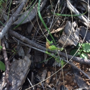 Pterostylis nutans at Point 5363 - suppressed