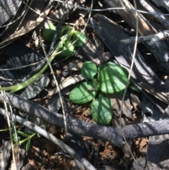 Pterostylis nutans at Point 5363 - 31 Oct 2016