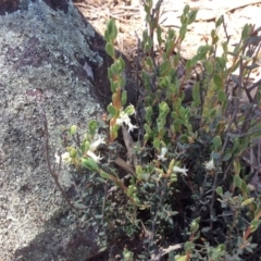 Brachyloma daphnoides (Daphne Heath) at Black Mountain - 31 Oct 2016 by Floramaya