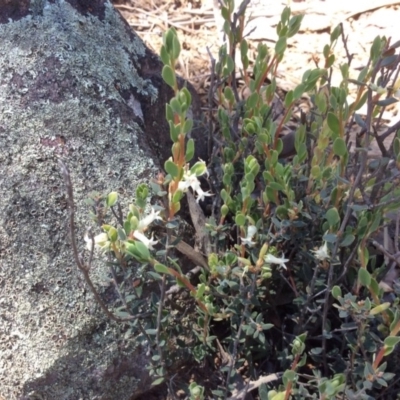 Brachyloma daphnoides (Daphne Heath) at Point 5363 - 31 Oct 2016 by Floramaya