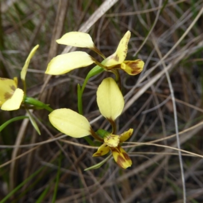 Diuris nigromontana (Black Mountain Leopard Orchid) at Point 5809 - 29 Oct 2016 by JanetRussell