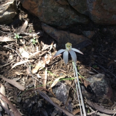 Caladenia moschata (Musky Caps) at Molonglo Valley, ACT - 31 Oct 2016 by Floramaya