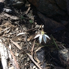 Caladenia moschata at Undefined Area - suppressed