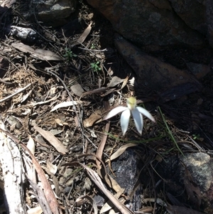 Caladenia moschata at Point 5363 - 31 Oct 2016