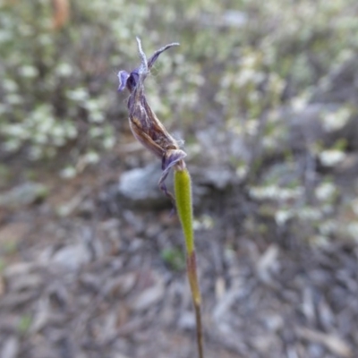 Glossodia major (Wax Lip Orchid) at Gossan Hill - 29 Oct 2016 by JanetRussell