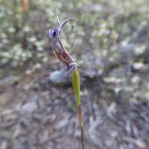 Glossodia major at Bruce, ACT - 29 Oct 2016