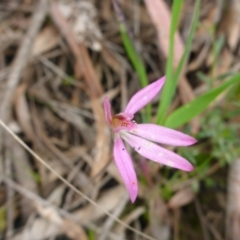 Caladenia sp. (A Caladenia) at O'Connor, ACT - 29 Oct 2016 by JanetRussell