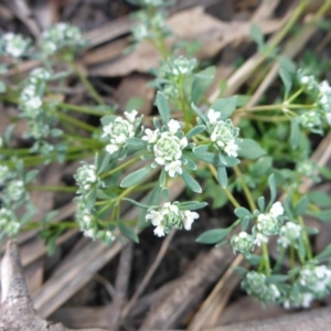 Poranthera microphylla at Point 389 - 29 Oct 2016 03:09 PM