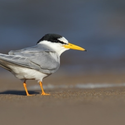 Sternula albifrons (Little Tern) at Mogareeka, NSW - 30 Oct 2016 by Leo