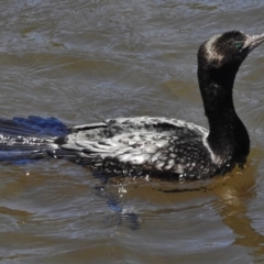 Phalacrocorax sulcirostris (Little Black Cormorant) at Tidbinbilla Nature Reserve - 31 Oct 2016 by JohnBundock