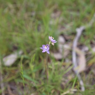 Thelymitra sp. (A Sun Orchid) at Bruce, ACT - 30 Oct 2016 by ibaird