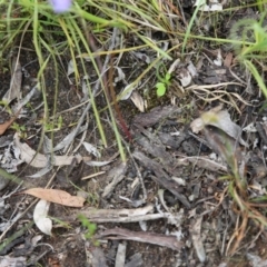 Thelymitra (genus) at Bruce, ACT - suppressed