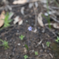 Thelymitra sp. (A Sun Orchid) at Gossan Hill - 30 Oct 2016 by ibaird