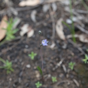 Thelymitra sp. at Bruce, ACT - 30 Oct 2016