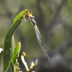 Austrolestes sp. (genus) (Ringtail damselfy) at Paddys River, ACT - 31 Oct 2016 by JohnBundock