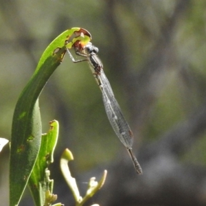 Austrolestes sp. (genus) at Paddys River, ACT - 31 Oct 2016 03:33 PM