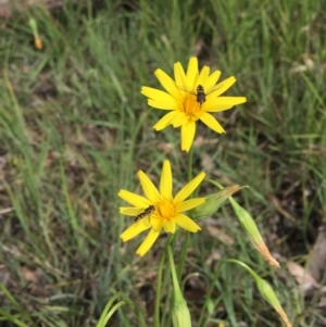 Microseris walteri at Bruce, ACT - 30 Oct 2016 09:29 AM