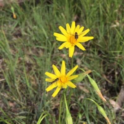 Microseris walteri (Yam Daisy, Murnong) at Bruce, ACT - 30 Oct 2016 by ibaird