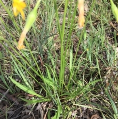 Microseris walteri at Bruce, ACT - 30 Oct 2016 09:29 AM