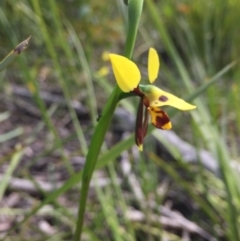 Diuris sulphurea (Tiger Orchid) at Point 5827 - 30 Oct 2016 by ibaird