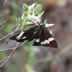 Nyctemera amicus (Senecio Moth, Magpie Moth, Cineraria Moth) at Bruce, ACT - 30 Oct 2016 by ibaird