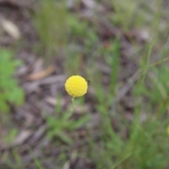 Craspedia variabilis (Common Billy Buttons) at Gossan Hill - 30 Oct 2016 by ibaird