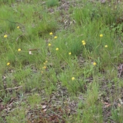 Craspedia variabilis at Bruce, ACT - 30 Oct 2016