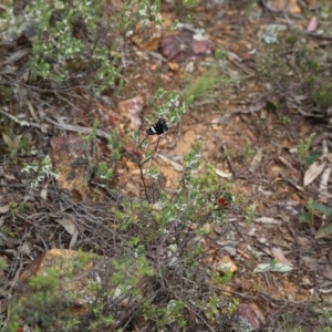 Phalaenoides glycinae at Bruce, ACT - 30 Oct 2016 11:02 AM