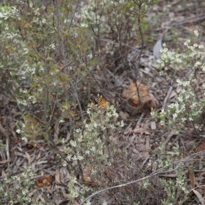 Vanessa kershawi (Australian Painted Lady) at Gossan Hill - 29 Oct 2016 by ibaird