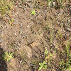 Junonia villida at Bruce, ACT - 30 Oct 2016 09:56 AM