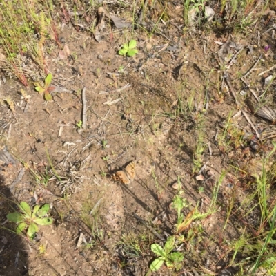 Junonia villida (Meadow Argus) at Bruce, ACT - 30 Oct 2016 by ibaird