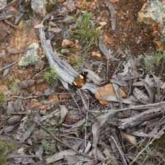 Vanessa itea (Yellow Admiral) at Gossan Hill - 29 Oct 2016 by ibaird