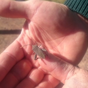 Amorbus sp. (genus) at Kambah, ACT - 1 Nov 2016 08:56 AM