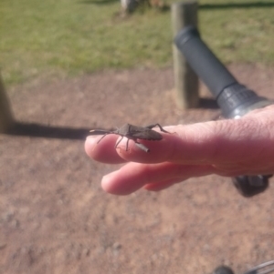 Amorbus sp. (genus) at Kambah, ACT - 1 Nov 2016