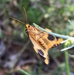 Termessa shepherdi (Shepherd's Footman) at Wandiyali-Environa Conservation Area - 31 Oct 2016 by Wandiyali