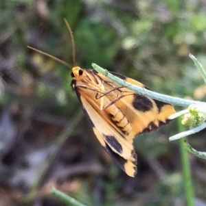 Termessa shepherdi at Jerrabomberra, NSW - 1 Nov 2016 10:37 AM